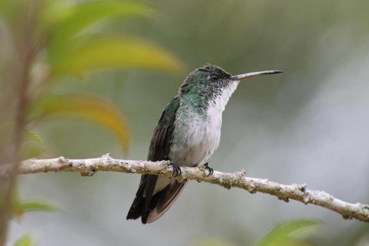 Colibri 3*
